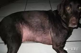 养宠小知识狗突然大量掉毛怎么办,狗狗一块皮肤发红掉毛怎么治疗