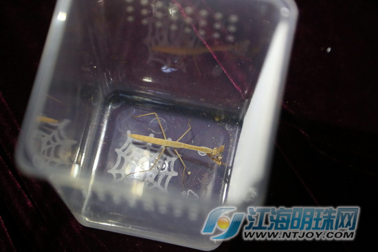 亲近大自然南通博物苑带你走进螳螂的神奇世界