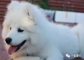 狗狗一块皮肤发红掉毛怎么治疗,狗狗掉毛一块一块的是什么原因