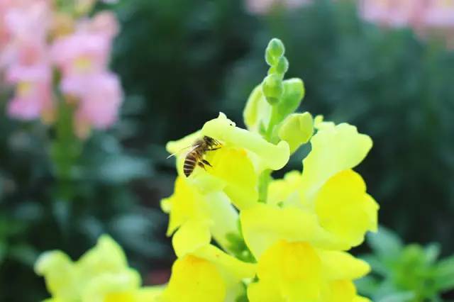 舌尖上的节气惊蛰养生,二十四节气惊蛰美食