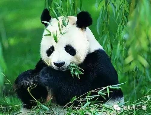 都江堰美景快乐之旅,都江堰特色旅游线路推荐