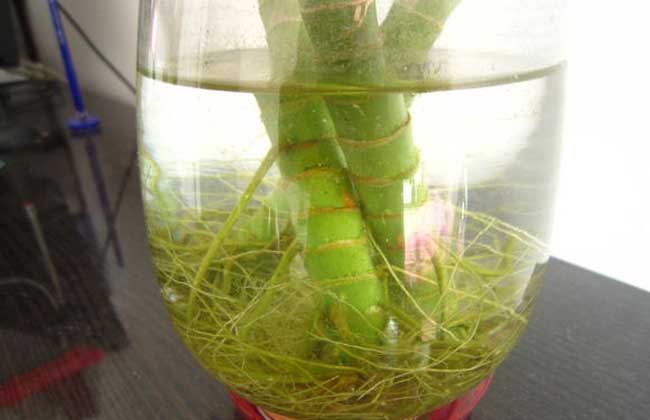 如何养好观音竹叶子不会变黄,观音竹叶子发黄怎么修剪