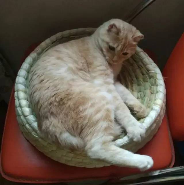 太热了夏天猫咪如何补水消暑,夏天猫咪不热吗