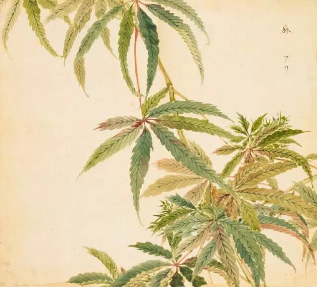 寻溯·花与草的诗情画意