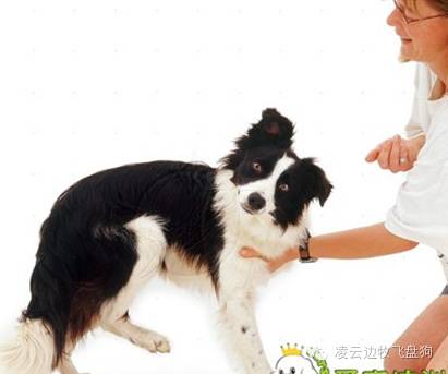 边牧幼犬呼吸道感染怎么治疗,边牧幼犬咳嗽打喷嚏