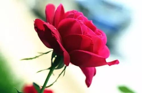 月季和玫瑰的区别在哪里呢,玫瑰与月季的区别在哪里