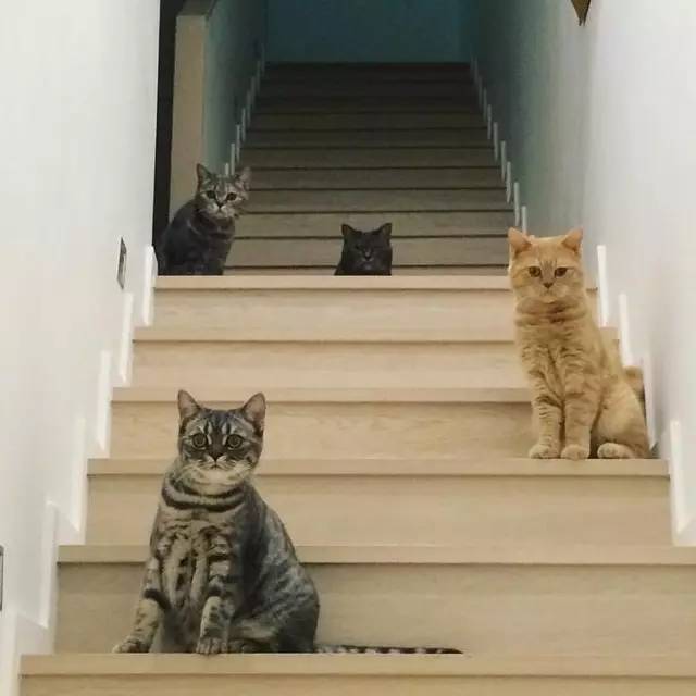 铲屎官帮助猫,铲屎官为防止猫身材走样