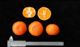 柑橘新优良种类,柑橘新品种介绍视频