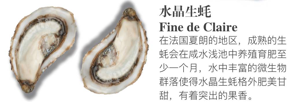 贝隆生蚝,贝隆生蚝和吉拉多生蚝哪种好