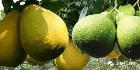 走遍江西100县之樟树,走遍江西100县南康区