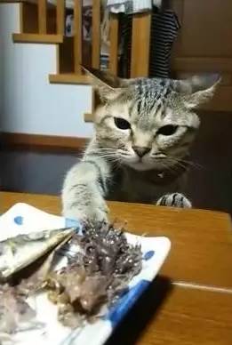 猫馋的喵喵叫怎么办,吃饭时猫咪上餐桌怎么办