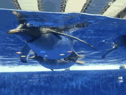 孩子去极地馆总是玩不够？现在一家三口无限次畅游只要650元｜还有机会抢免费门票