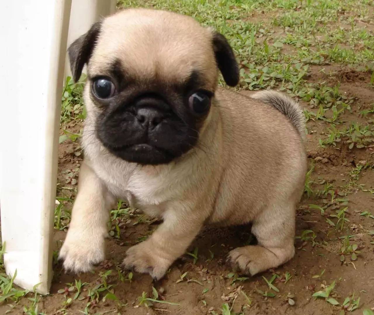 斑点狗长大了还会长出新的斑点吗,斑点狗刚出生的时候是长什么样的