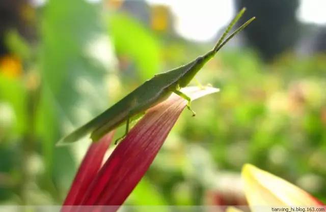 抓蚱蜢捉蜻蜓,捉蜻蜓和抓蜻蜓意思一样吗