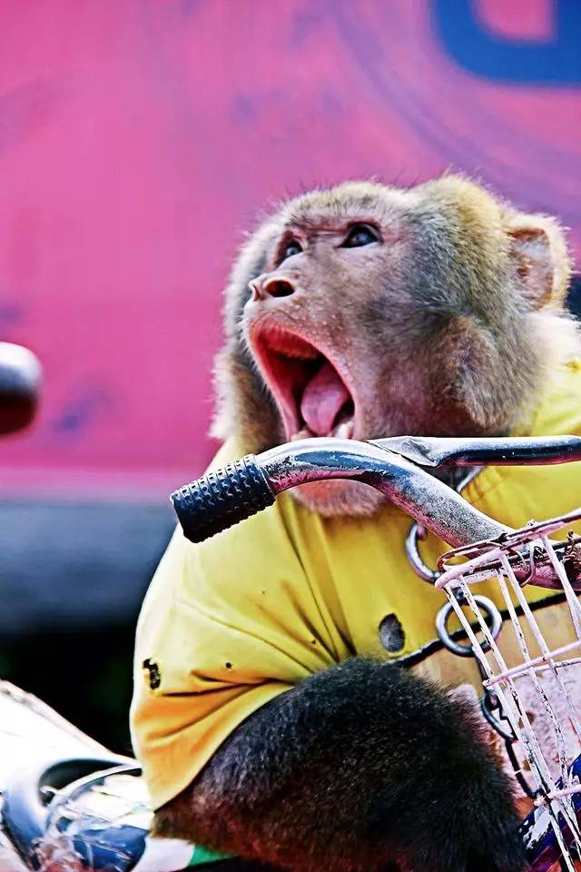 它被称作天上王城，更有中华第一崮美名，薄雾氤氲景色迷人