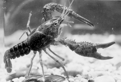 小龙虾养殖技术支撑条件,小龙虾夏季养殖技术