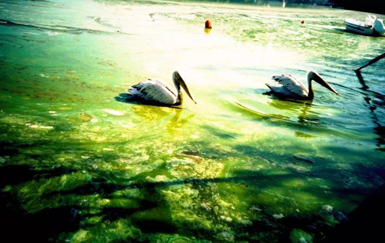 lomo摄影成立了多少年,lomo摄影是什么意思