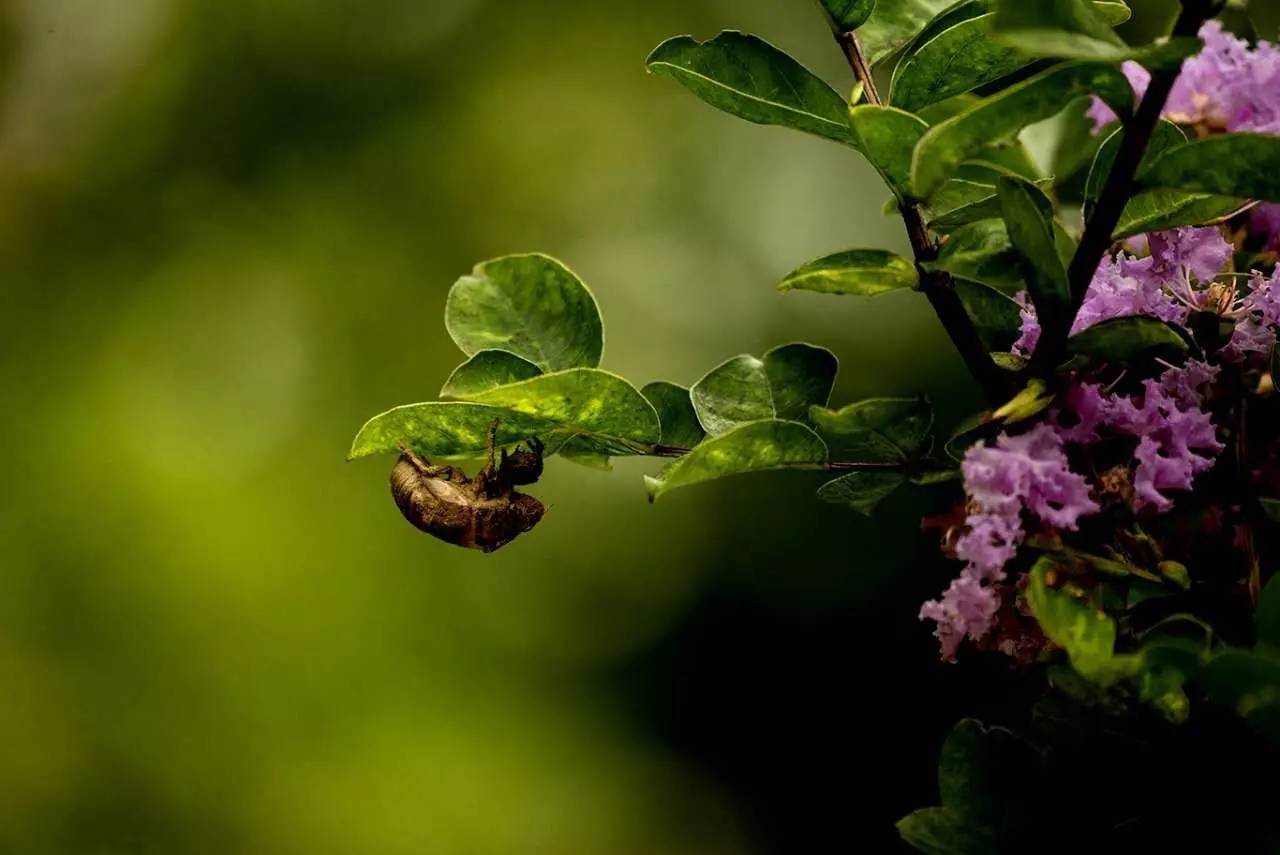 紫薇开花发朋友圈,紫薇树图片朋友圈