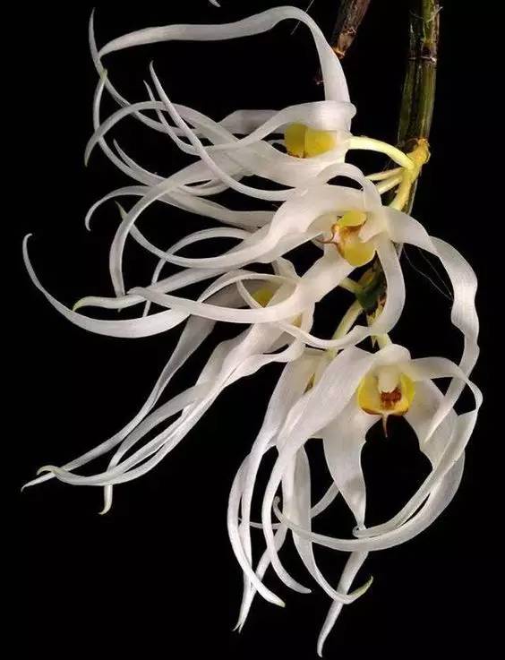 苍山珍稀兰花品种有哪些,顶级珍稀兰花品种大全视频