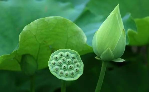 独爱莲花,美文欣赏余秋雨笔下的爱