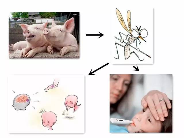 蚊虫叮咬为什么容易引发脑炎,蚊虫叮咬和儿童脑炎有关系吗