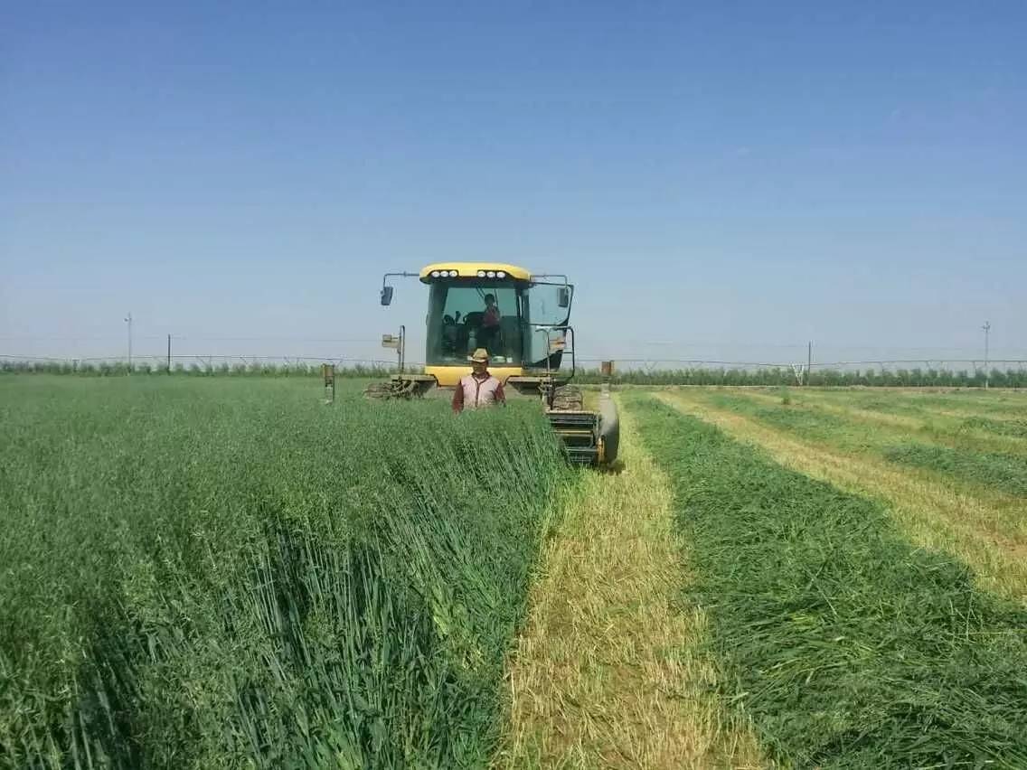 圣牧有机奶治沙,圣牧高科奶业公司