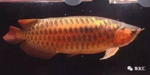 看看邻国玩家是怎么养龙的