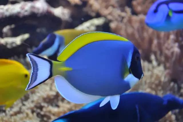 怎么驯服水族箱,怎么驯服海王