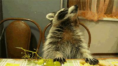 「福利」这周末有一场和宠物的约会等你来，小布送票送助攻→