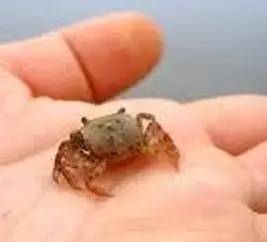 截获万花筒｜日本玳瑁、韩国金蛋、老挝蜂猴、台湾牛樟芝、非洲环尾蜥……