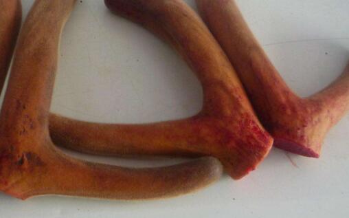 鲜鹿茸和干鹿茸功效有区别吗,鲜鹿茸怎么处理