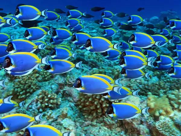 海缸小虫怎么培养,怎么驯服海缸里面的小恶魔