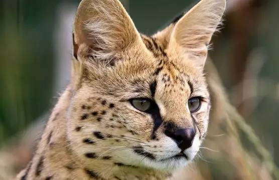 「福利」这周末有一场和宠物的约会等你来，小布送票送助攻→