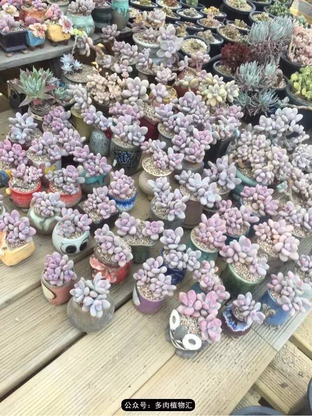 韩国的多肉为什么养得这么好,高颜值好养护的多肉