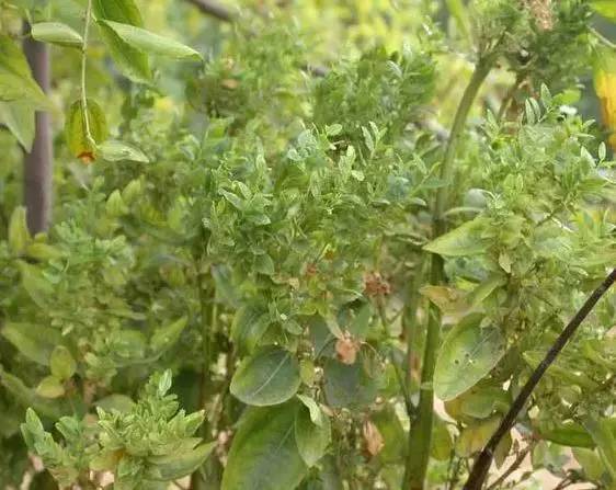 枣树的常见病虫害防治方法,枣树病虫害防治方法与技术