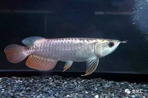 龙鱼价格为什么那么贵,日本金龙鱼多少钱