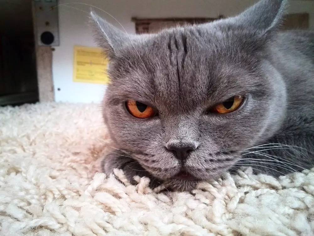 求助，我家的猫……好像坏了