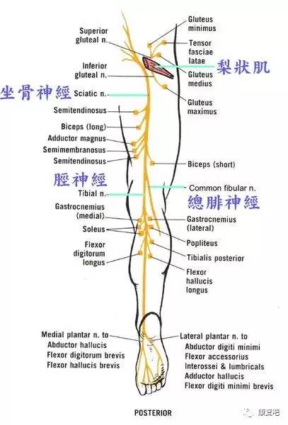解决坐骨神经痛的穴位,坐骨神经最快治愈手法