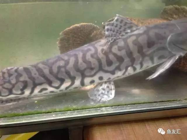 超变态的捕鱼达人,高密度大型猛鱼