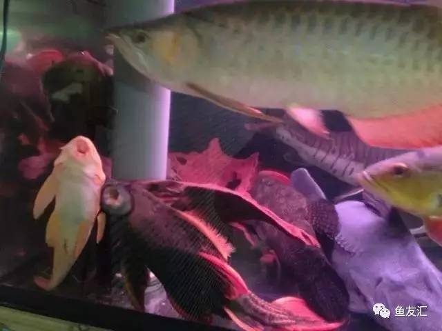 超变态的捕鱼达人,高密度大型猛鱼