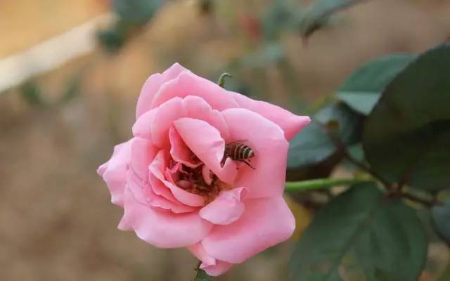 玫瑰花特征和知识,植物百科依兰花