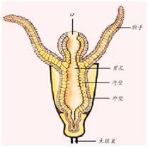 生来就是一个吃货|浮想联翩解剖学第二弹