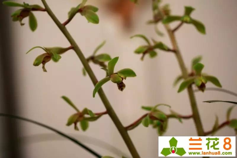 兰花的观赏价值,价值千万的兰花