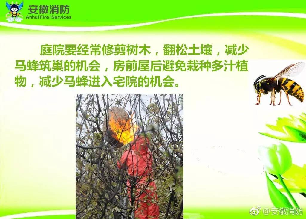 居民屋檐下惊现巨型马蜂窝,居民楼惊现马蜂窝消防队员一窝端