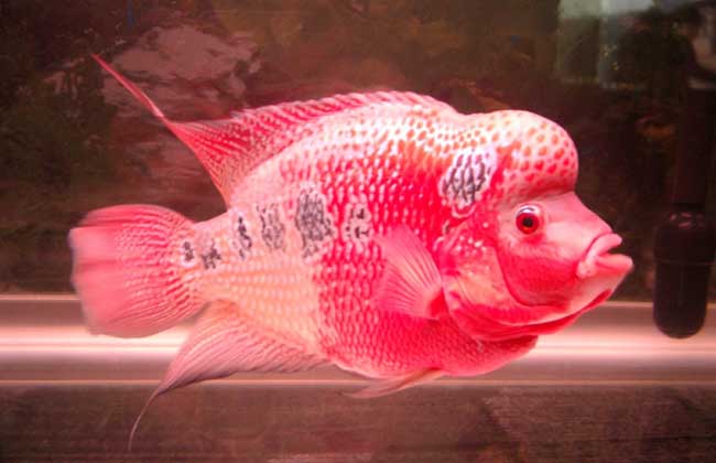 珍珠罗汉鱼十厘米,珍珠罗汉鱼多大起头