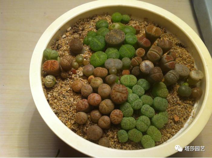 生石花最好养的品种,生石花品种大全图谱和价格