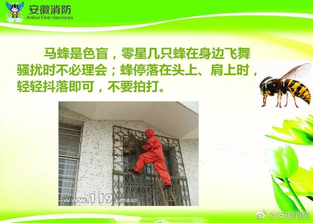 居民屋檐下惊现巨型马蜂窝,居民楼惊现马蜂窝消防队员一窝端