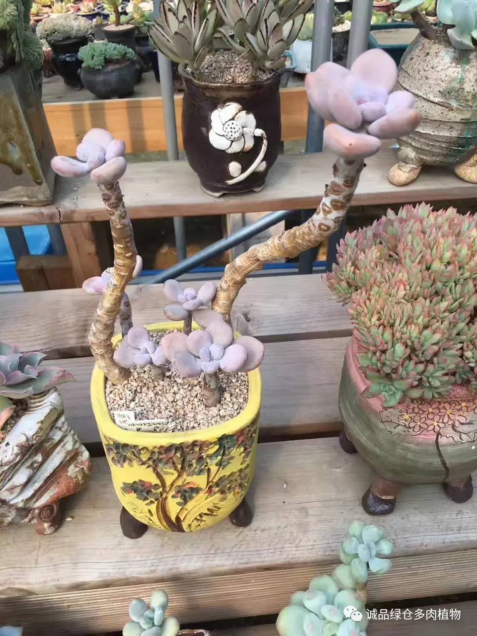 秀肉肉｜本周韩国肉肉直播图集