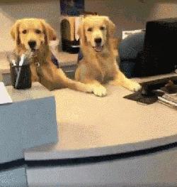 狗狗当老板有模有样,狗狗开店当老板