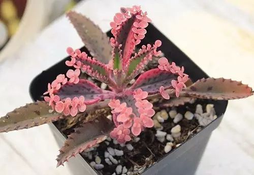 不死鸟爆盆全过程,不死鸟多肉爆盆视频